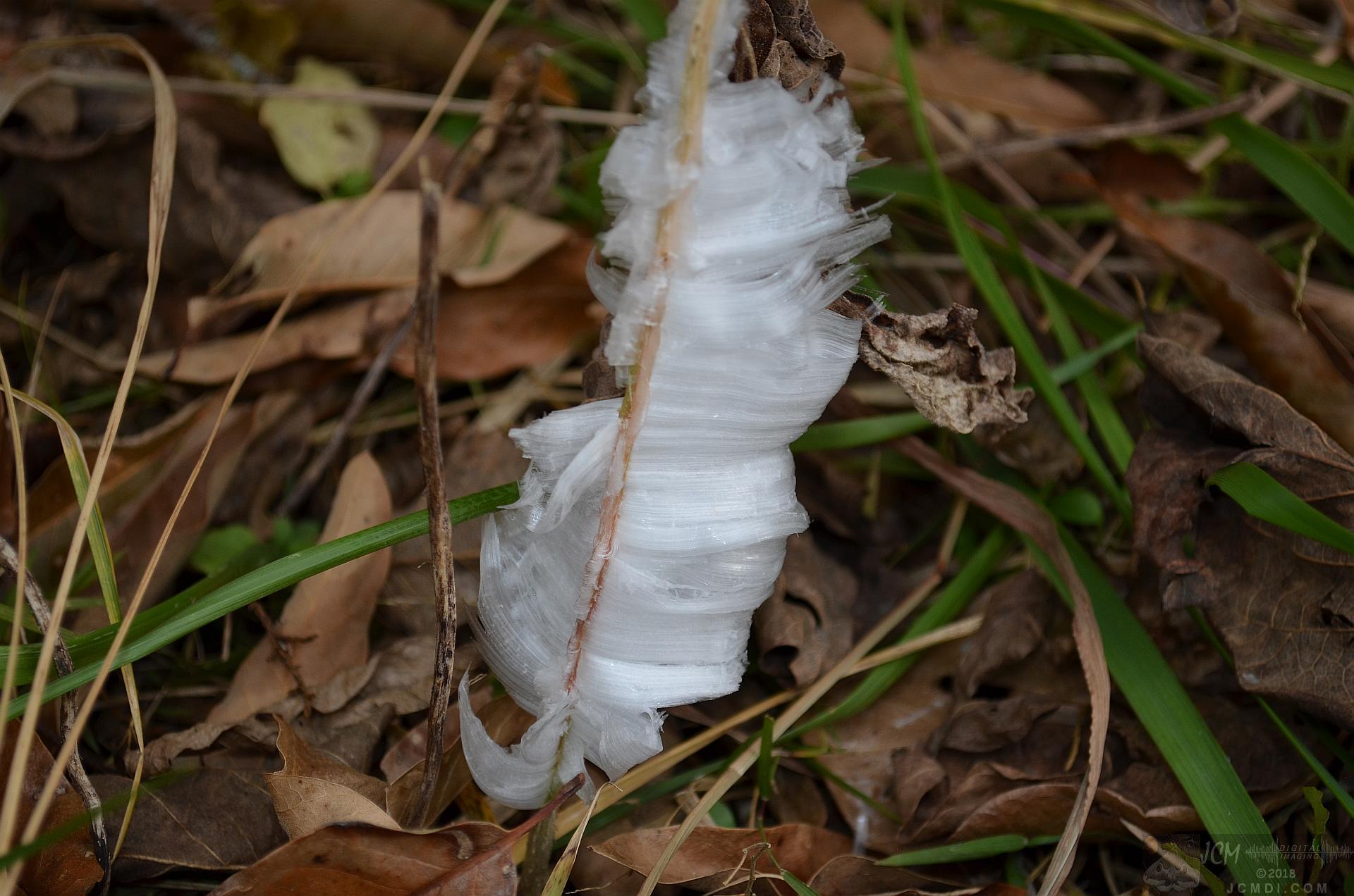 Ice flowers (freezing water slowly-oozed from plant stems, TN)